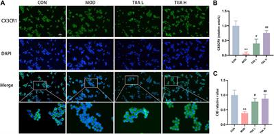 Tanshinone IIA alleviates atherosclerosis in LDLR−/− mice by regulating efferocytosis of macrophages